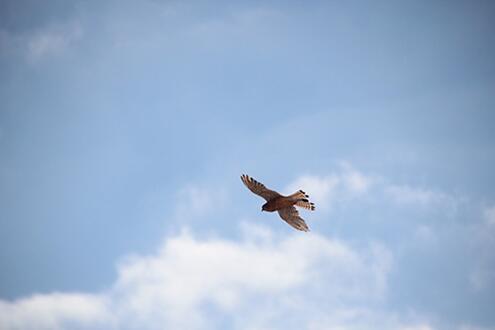 Notizie-Giugno-20-Aquila