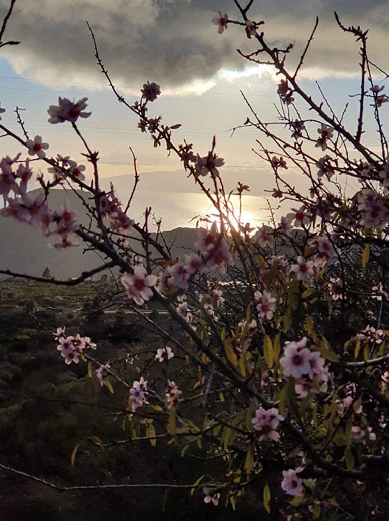 LP-Almond-Trees-27-01-20-2